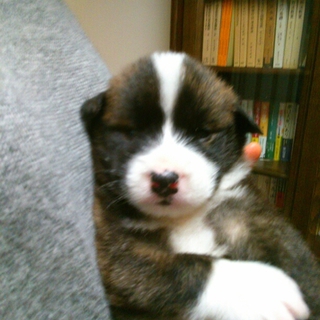とても人懐っこい子犬ちゃんです！