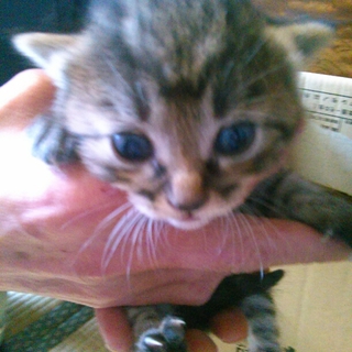 とてもかわいいキジトラの兄弟です！