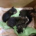 子猫の体調が良くなるまで一時募集停止