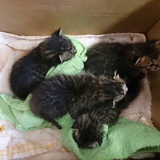 子猫の体調が良くなるまで一時募集停止