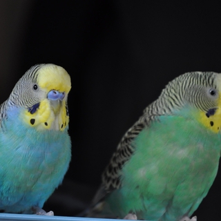 セキセイインコのヒナ　里親選定中