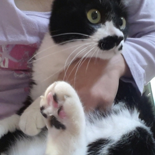 白黒猫ちゃん