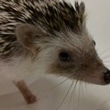 【ありがとうございました】ハリネズミ♀（ノーマル）