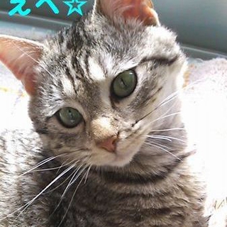 里親様が決定致しました