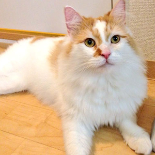 ノルウェージャンの甘えん坊男の子