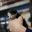 子猫の里親募集中！
