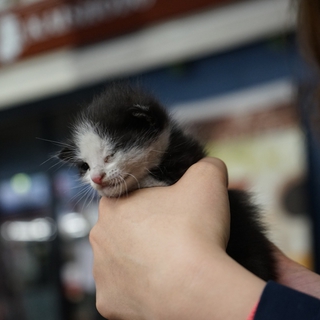 子猫の里親募集中！