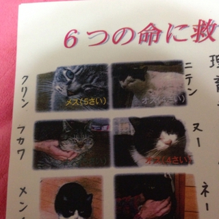 緊急にて里親急募❗️