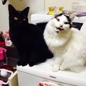ねこちゃん☆里親募集