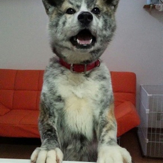 ありがとうございました！性格よしの秋田犬