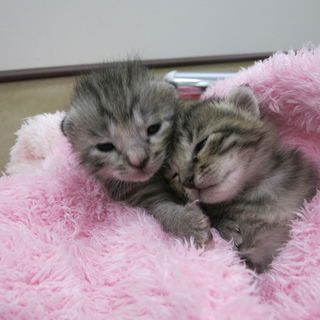 仔猫ちゃん２匹の里親募集します