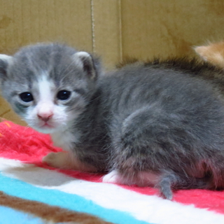 ３匹の子猫の里親募集！１匹からでも！（締切）