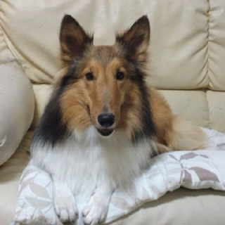 里親さん探しています。