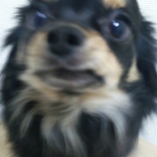 急ぎで探しております。