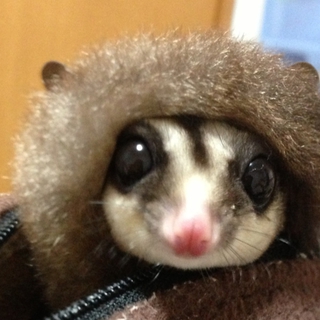 ももんがをかわいがってくれる里親募集