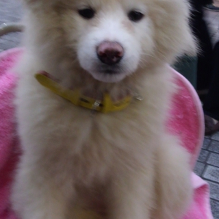 ふさふさメス犬里親募集中
