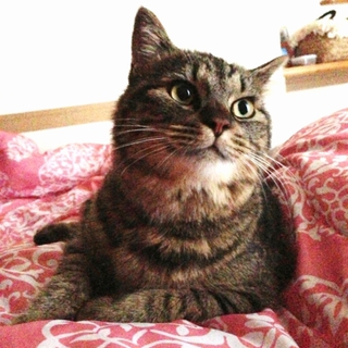 甘えん坊キジトラオス猫1才