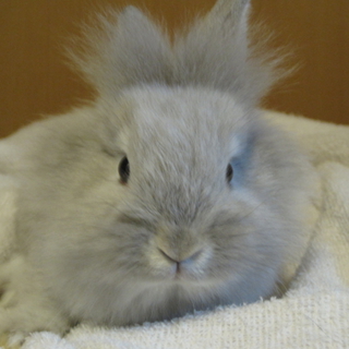 もうすぐ生後３カ月のウサギさん２匹