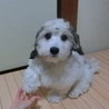 ﾏﾙﾁｰｽﾞとﾐﾆﾁｭｱﾀﾞｱｯｸｽのＭＩＸ犬 サムネイル2