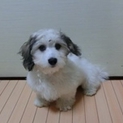 ﾏﾙﾁｰｽﾞとﾐﾆﾁｭｱﾀﾞｱｯｸｽのＭＩＸ犬