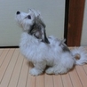 ﾏﾙﾁｰｽﾞとﾐﾆﾁｭｱﾀﾞｱｯｸｽのＭＩＸ犬 サムネイル3