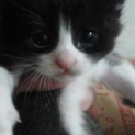 猫の日に産まれました。