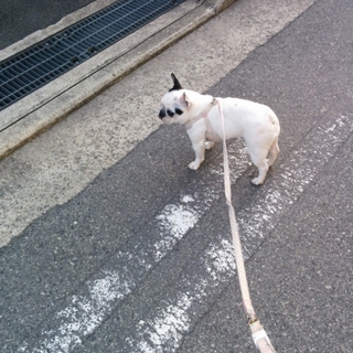 フレンチブルドッグちゃん