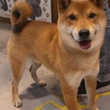 小さめのハンサムな柴犬の男の子