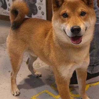 小さめのハンサムな柴犬の男の子