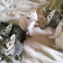 子猫の里親募集してます