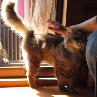ノルウェージャンフォレストキャット？