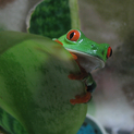 アカメアマガエルの里親様急募！