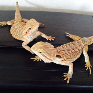 《応募ありがとうございました》フトアゴヒゲトカゲ