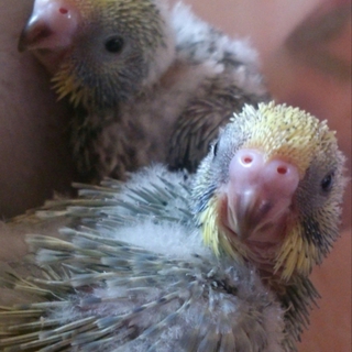 セキセイインコの雛