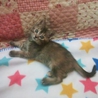 イタイケ過ぎるセンター２子猫★募集再開 サムネイル2