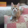 イタイケ過ぎるセンター２子猫★募集再開 サムネイル3
