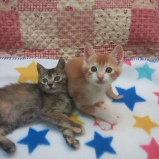 イタイケ過ぎるセンター２子猫★募集再開