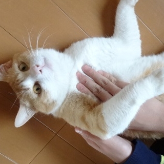 綺麗なチャトラの男の子1歳里親様募集中！
