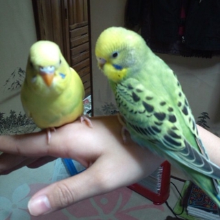 【二羽ずつ仲良しペア】セキセイインコさんの里親募集