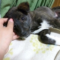 物静かで育てやすい子犬