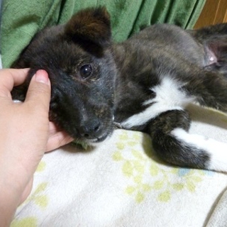 物静かで育てやすい子犬
