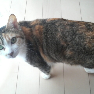 魔性な三毛猫