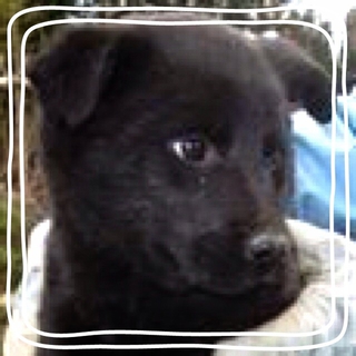 人なつこい！黒mix子犬の男の子