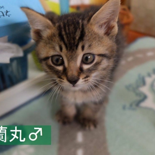 キジ猫　オス