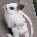 迷子ウサギの里親募集（一時中断します。）