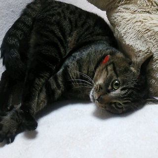 団地解体猫　だいちゃんの里親さま募集　名古屋