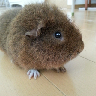 テディーモルモット