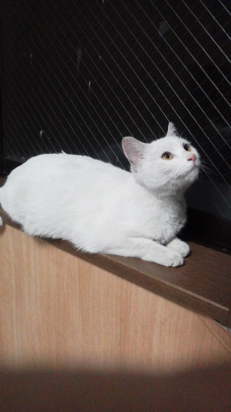 ゆきちゃん様専用】リヤドロ いたずらな子猫 ゆきちゃん様専用】リヤドロ いたずらな子猫