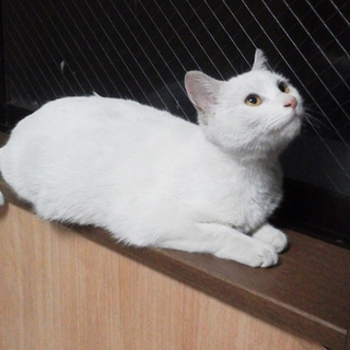 名古屋 白猫 ゆきちゃん」愛知県 - 猫の里親募集(33502) :: ペット
