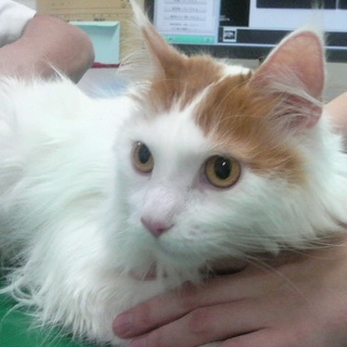 飼い主に見捨てられた「さくら」